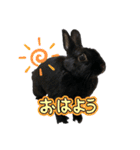 うさぎのコナン家 黒葉スタンプ（個別スタンプ：2）