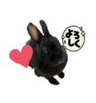 うさぎのコナン家 黒葉スタンプ（個別スタンプ：6）