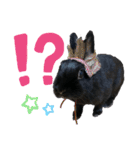 うさぎのコナン家 黒葉スタンプ（個別スタンプ：12）