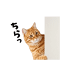 動くっ！かわいい猫写真のアニメスタンプ2（個別スタンプ：2）