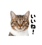 動くっ！かわいい猫写真のアニメスタンプ2（個別スタンプ：3）