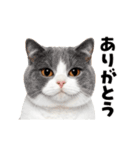 動くっ！かわいい猫写真のアニメスタンプ2（個別スタンプ：4）