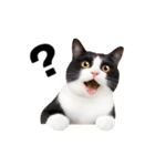 動くっ！かわいい猫写真のアニメスタンプ2（個別スタンプ：5）