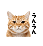 動くっ！かわいい猫写真のアニメスタンプ2（個別スタンプ：6）