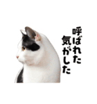 動くっ！かわいい猫写真のアニメスタンプ2（個別スタンプ：8）