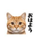 動くっ！かわいい猫写真のアニメスタンプ2（個別スタンプ：9）