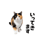 動くっ！かわいい猫写真のアニメスタンプ2（個別スタンプ：10）