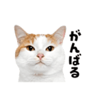 動くっ！かわいい猫写真のアニメスタンプ2（個別スタンプ：11）