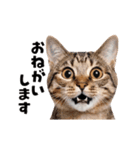 動くっ！かわいい猫写真のアニメスタンプ2（個別スタンプ：12）