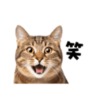 動くっ！かわいい猫写真のアニメスタンプ2（個別スタンプ：13）