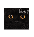 動くっ！かわいい猫写真のアニメスタンプ2（個別スタンプ：14）