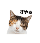 動くっ！かわいい猫写真のアニメスタンプ2（個別スタンプ：15）