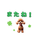 トイプードル好きの使いやすいスタンプ（個別スタンプ：8）