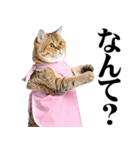 関西弁おかん猫。にゃんとも！ミーム（個別スタンプ：3）