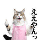 関西弁おかん猫。にゃんとも！ミーム（個別スタンプ：5）