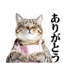 関西弁おかん猫。にゃんとも！ミーム（個別スタンプ：6）