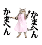 関西弁おかん猫。にゃんとも！ミーム（個別スタンプ：7）