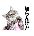関西弁おかん猫。にゃんとも！ミーム（個別スタンプ：12）