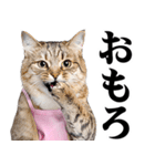 関西弁おかん猫。にゃんとも！ミーム（個別スタンプ：13）