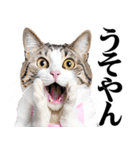 関西弁おかん猫。にゃんとも！ミーム（個別スタンプ：15）