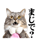 関西弁おかん猫。にゃんとも！ミーム（個別スタンプ：16）
