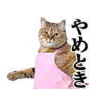 関西弁おかん猫。にゃんとも！ミーム（個別スタンプ：18）