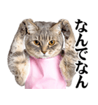 関西弁おかん猫。にゃんとも！ミーム（個別スタンプ：19）