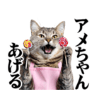 関西弁おかん猫。にゃんとも！ミーム（個別スタンプ：21）