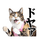 関西弁おかん猫。にゃんとも！ミーム（個別スタンプ：22）