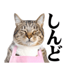 関西弁おかん猫。にゃんとも！ミーム（個別スタンプ：25）