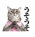 関西弁おかん猫。にゃんとも！ミーム（個別スタンプ：29）