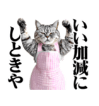 関西弁おかん猫。にゃんとも！ミーム（個別スタンプ：31）