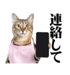 関西弁おかん猫。にゃんとも！ミーム（個別スタンプ：34）