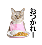 関西弁おかん猫。にゃんとも！ミーム（個別スタンプ：38）
