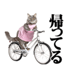 関西弁おかん猫。にゃんとも！ミーム（個別スタンプ：39）
