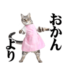 関西弁おかん猫。にゃんとも！ミーム（個別スタンプ：40）
