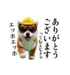 動く柴犬エッホエッホ☆現場仕事（個別スタンプ：2）