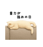 言い訳スタンプ｜ふわもこ白猫ぬいぐるみ（個別スタンプ：36）