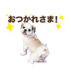 ラッキーちゃんの可愛いスタンプです❕（個別スタンプ：2）