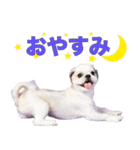 ラッキーちゃんの可愛いスタンプです❕（個別スタンプ：3）