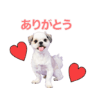 ラッキーちゃんの可愛いスタンプです❕（個別スタンプ：4）
