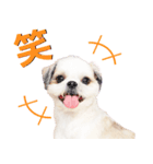 ラッキーちゃんの可愛いスタンプです❕（個別スタンプ：7）