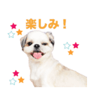 ラッキーちゃんの可愛いスタンプです❕（個別スタンプ：12）