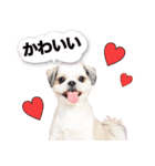 ラッキーちゃんの可愛いスタンプです❕（個別スタンプ：16）