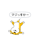 激しく尻尾をふる柴犬【復活版】（個別スタンプ：9）