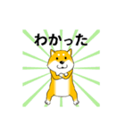激しく尻尾をふる柴犬【復活版】（個別スタンプ：13）