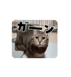 ネコ三重県モモちゃん（個別スタンプ：3）