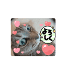 ネコ三重県モモちゃん（個別スタンプ：5）