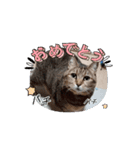 ネコ三重県モモちゃん（個別スタンプ：7）