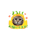 ネコ三重県モモちゃん（個別スタンプ：12）